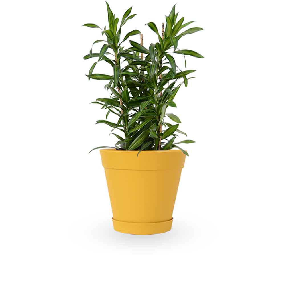 דרצנה | דרצנה גמיקה | דרצנה ג'מיקה | דרקונית | dracena jamaica | Dracaena | HOYA- צמחי בית | משלוח צמחים | משתלה אינטרנטית | משתלה אונליין | plant on it | neta your plants