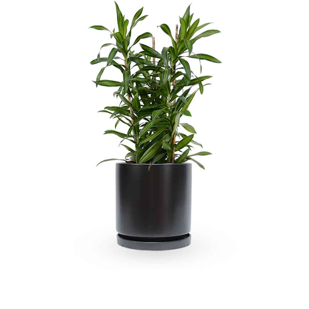 דרצנה | דרצנה גמיקה | דרצנה ג'מיקה | דרקונית | dracena jamaica | Dracaena | HOYA- צמחי בית | משלוח צמחים | משתלה אינטרנטית | משתלה אונליין | plant on it | neta your plants