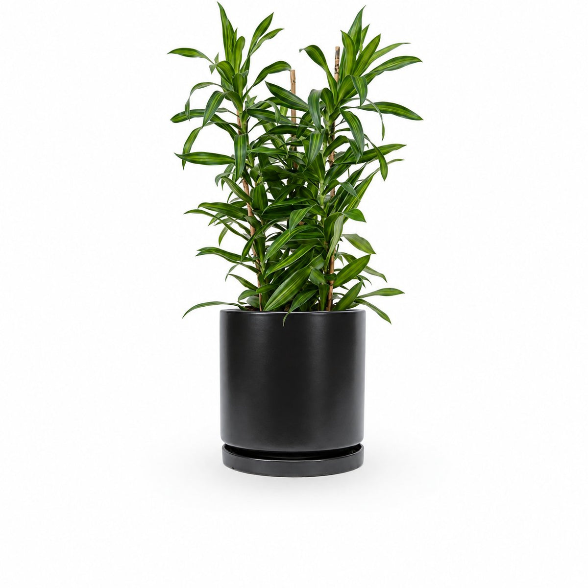 דרצנה | דרצנה גמיקה | דרצנה ג'מיקה | דרקונית | dracena jamaica | Dracaena | HOYA- צמחי בית | משלוח צמחים | משתלה אינטרנטית | משתלה אונליין | plant on it | neta your plants
