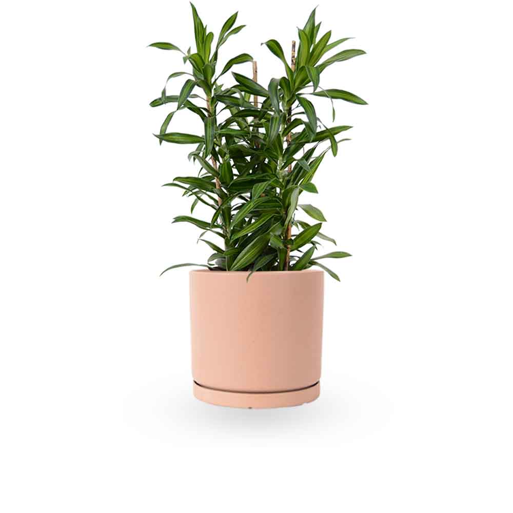 דרצנה | דרצנה גמיקה | דרצנה ג'מיקה | דרקונית | dracena jamaica | Dracaena | HOYA- צמחי בית | משלוח צמחים | משתלה אינטרנטית | משתלה אונליין | plant on it | neta your plants