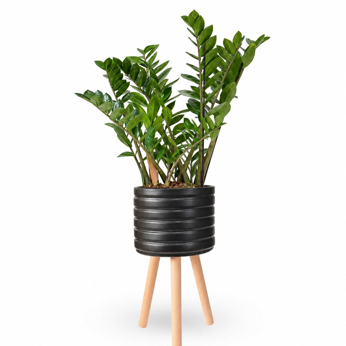 hoya | zz plant | זמיה קוקוס | הויה | משתלה | משתלה במרכז | משתלה אינטרנטית | משלוח צמחים עד הבית | plant nursery