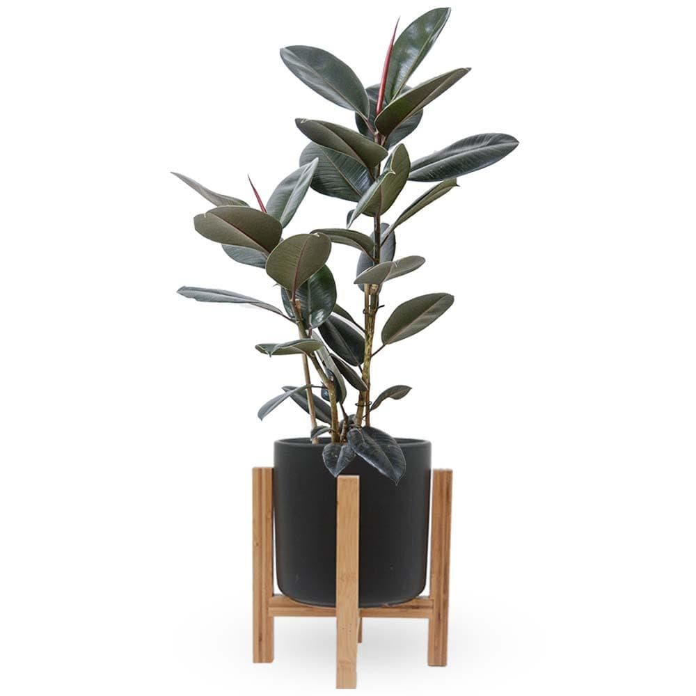 פיקוס גומי שחור | Rubber fig | HOYA הויה משלוח צמחי בית עד הבית והמשרד- פיקוס גומי | Rubber Tree