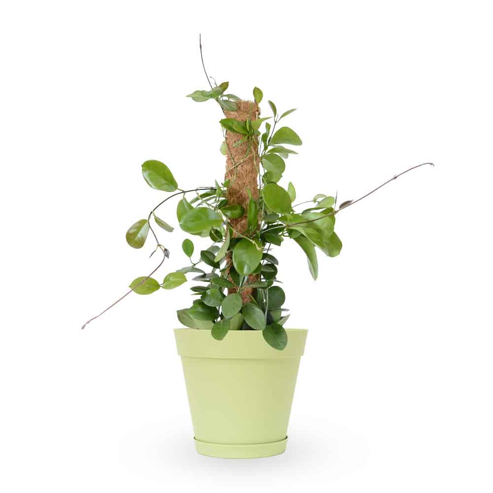 Hoya Australis| הויה אוסטרליס | hoya | plant on it | neta together plant | צמחי בית | משתלה אינטרנטית | משתלה אונליין