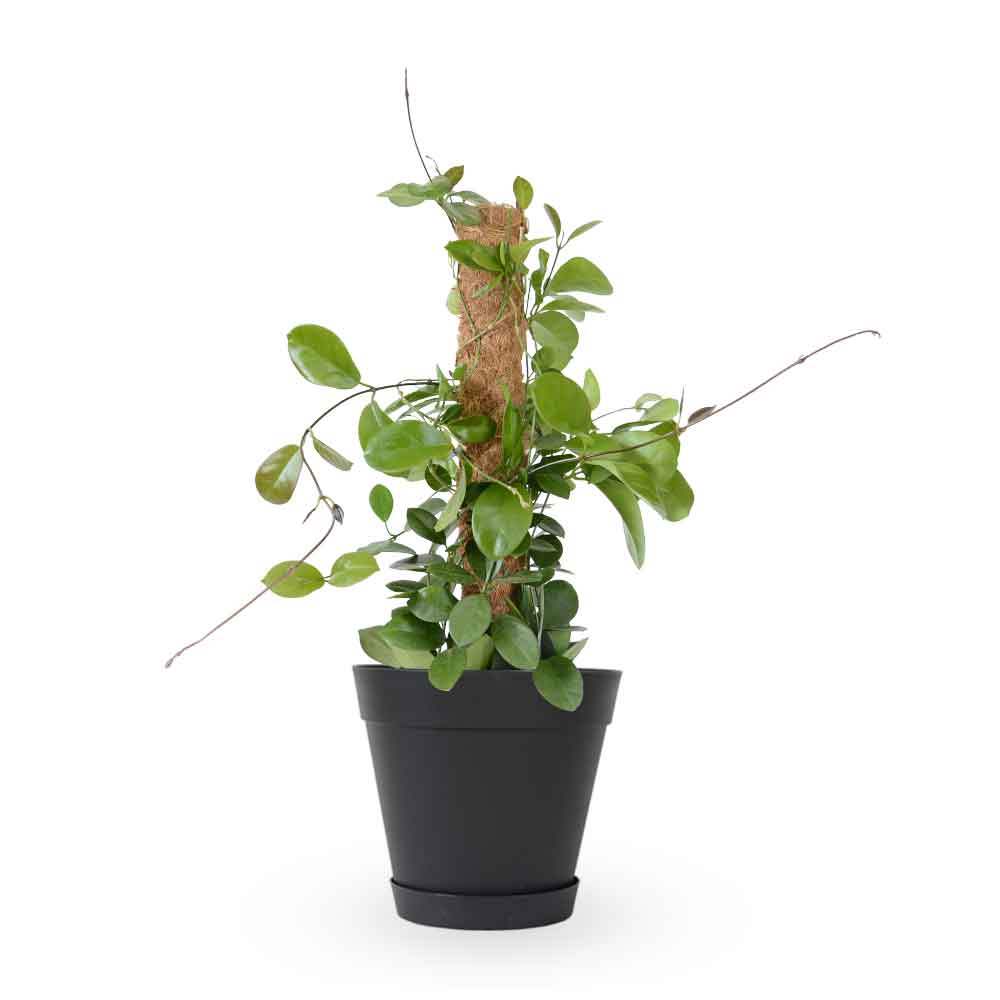 Hoya Australis| הויה אוסטרליס | hoya | plant on it | neta together plant | צמחי בית | משתלה אינטרנטית | משתלה אונליין