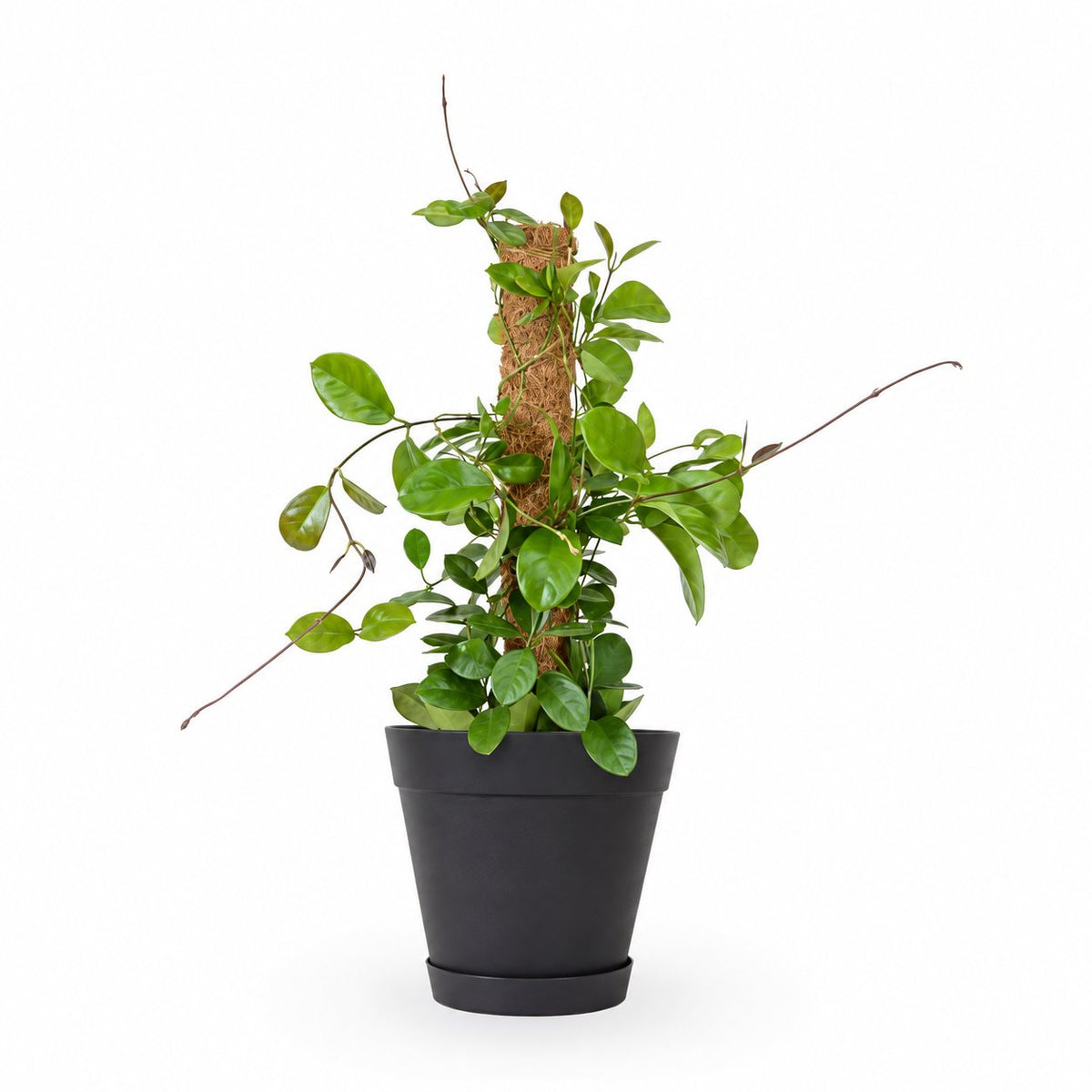 Hoya Australis| הויה אוסטרליס | hoya | plant on it | neta together plant | צמחי בית | משתלה אינטרנטית | משתלה אונליין