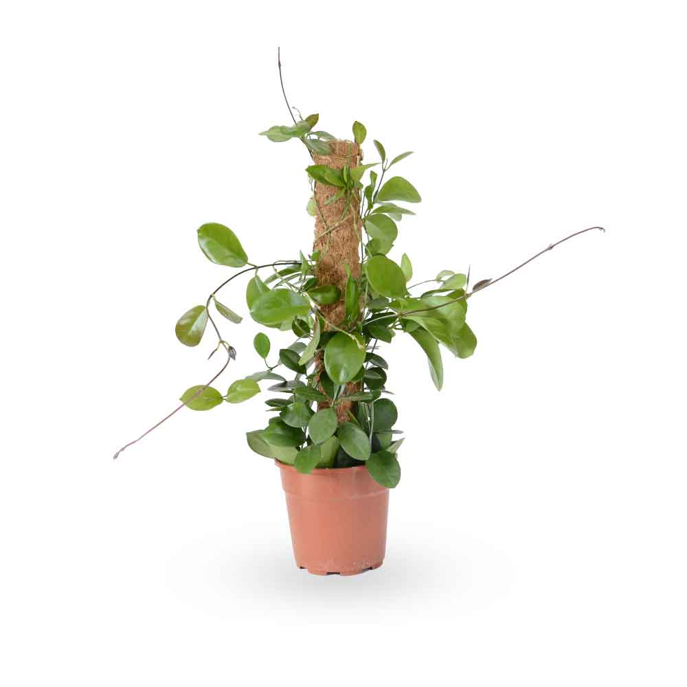 Hoya Australis| הויה אוסטרליס | hoya | plant on it | neta together plant | צמחי בית | משתלה אינטרנטית | משתלה אונליין