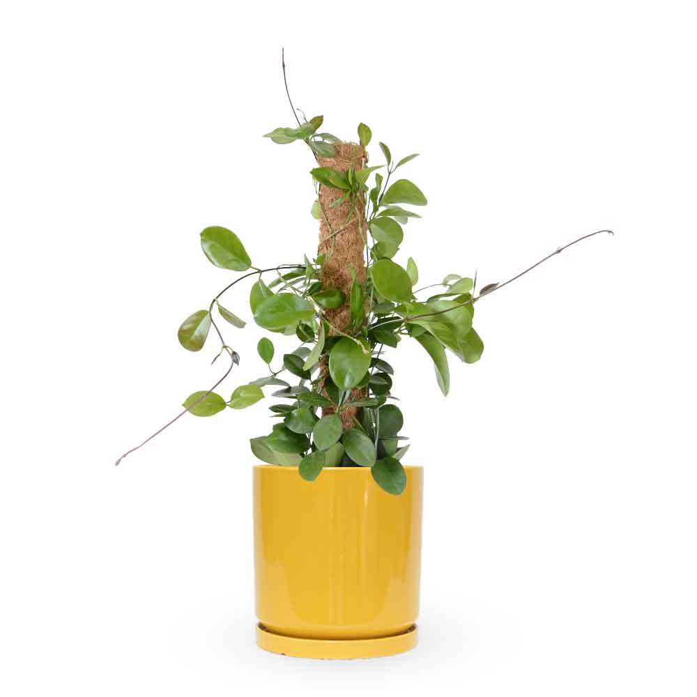 Hoya Australis| הויה אוסטרליס | hoya | plant on it | neta together plant | צמחי בית | משתלה אינטרנטית | משתלה אונליין