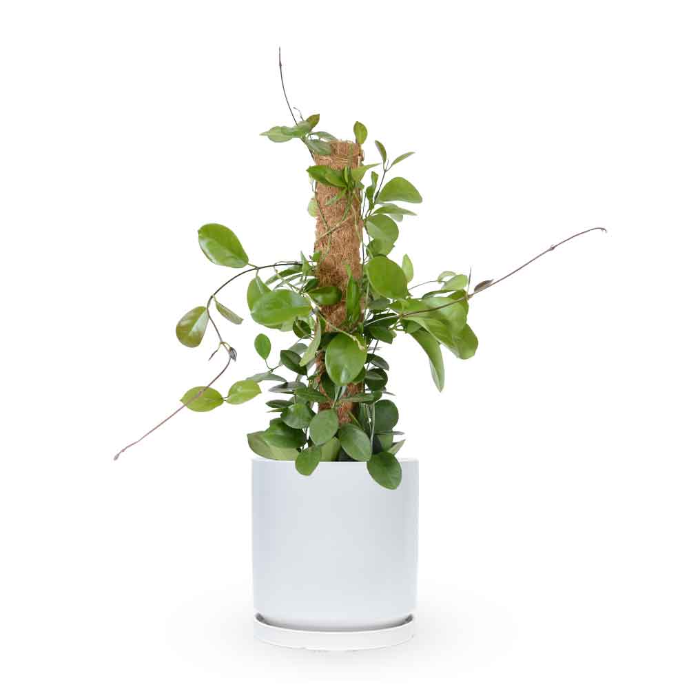 Hoya Australis| הויה אוסטרליס | hoya | plant on it | neta together plant | צמחי בית | משתלה אינטרנטית | משתלה אונליין