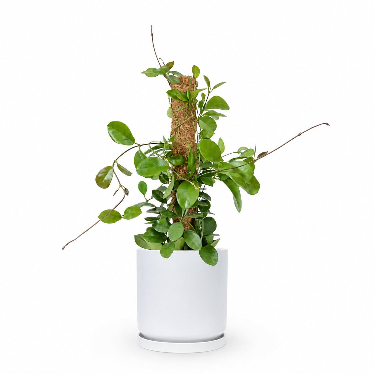 Hoya Australis| הויה אוסטרליס | hoya | plant on it | neta together plant | צמחי בית | משתלה אינטרנטית | משתלה אונליין