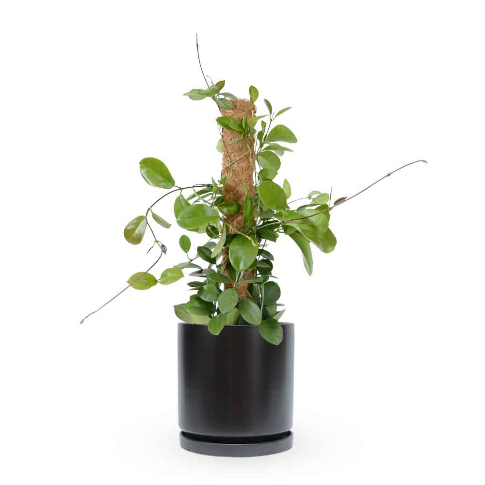 Hoya Australis| הויה אוסטרליס | hoya | plant on it | neta together plant | צמחי בית | משתלה אינטרנטית | משתלה אונליין