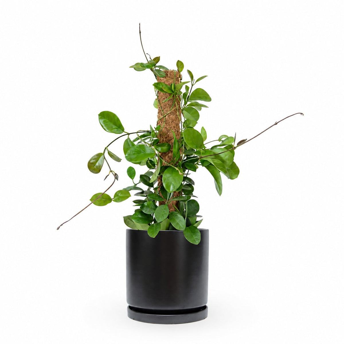 Hoya Australis| הויה אוסטרליס | hoya | plant on it | neta together plant | צמחי בית | משתלה אינטרנטית | משתלה אונליין