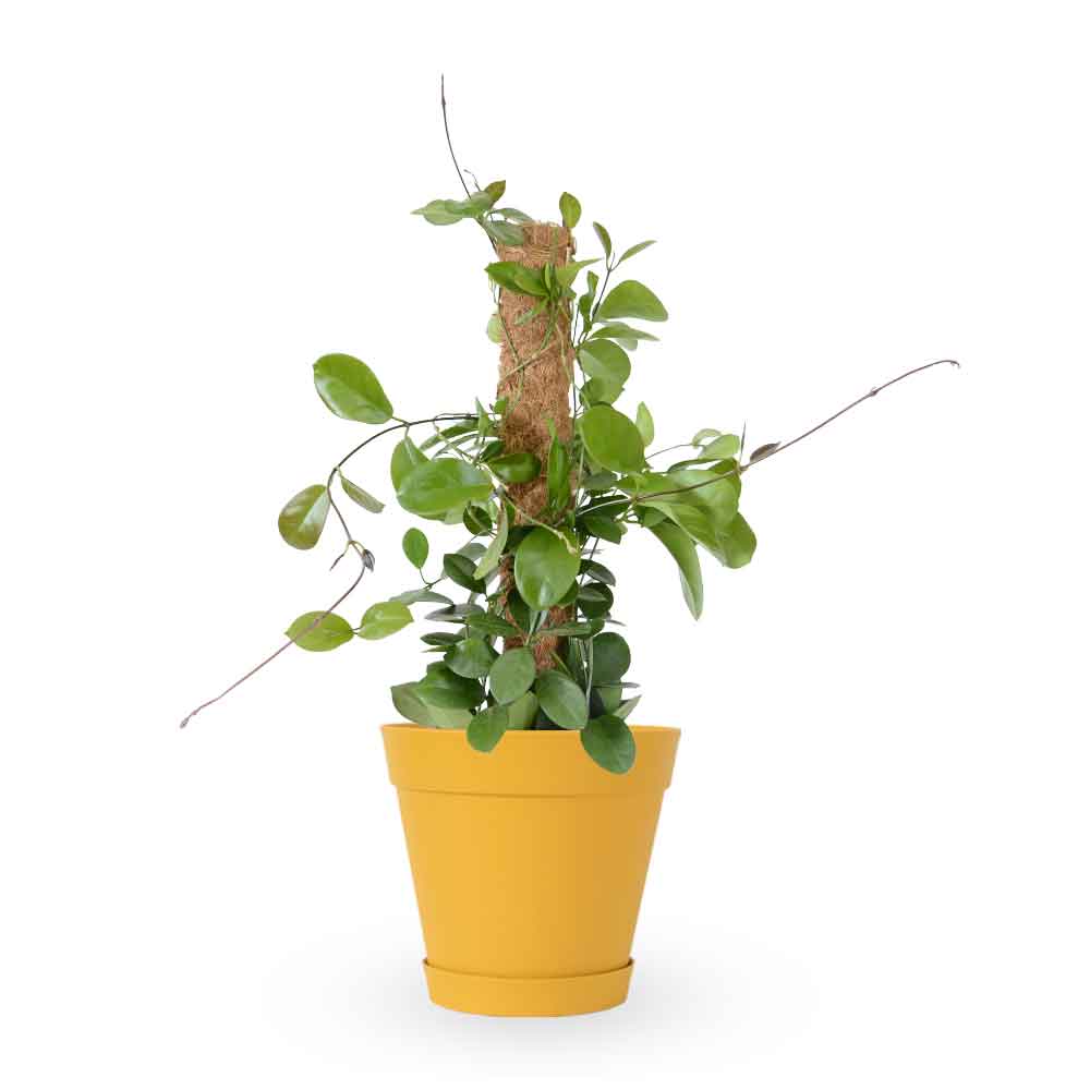 Hoya Australis| הויה אוסטרליס | hoya | plant on it | neta together plant | צמחי בית | משתלה אינטרנטית | משתלה אונליין