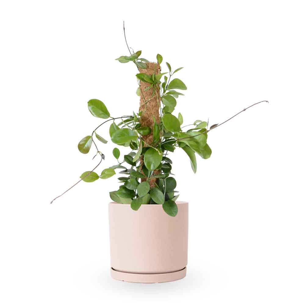 Hoya Australis| הויה אוסטרליס | hoya | plant on it | neta together plant | צמחי בית | משתלה אינטרנטית | משתלה אונליין