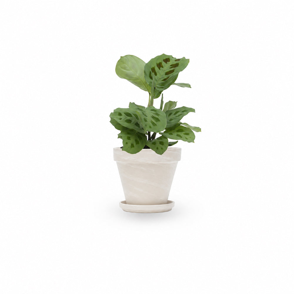 מרנטה ירוקה | Maranta Plant | מרנטה מנוקדת | HOYA | ho-ya | משתלה אינטרנטית | צמחי בית | עד הבית | מינימה | משלוח צמחי בית | משתלה עד הבית | plant on it | let neta your plants
