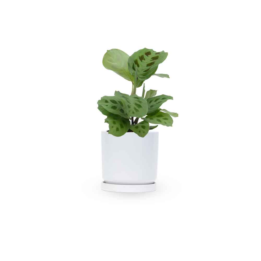 מרנטה ירוקה | Maranta Plant | מרנטה מנוקדת | HOYA | ho-ya | משתלה אינטרנטית | צמחי בית | עד הבית | מינימה | משלוח צמחי בית | משתלה עד הבית | plant on it | let neta your plants