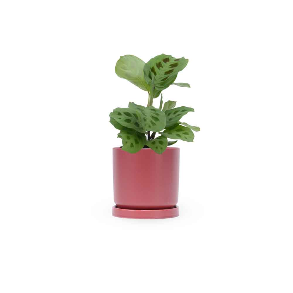מרנטה ירוקה | Maranta Plant | מרנטה מנוקדת | HOYA | ho-ya | משתלה אינטרנטית | צמחי בית | עד הבית | מינימה | משלוח צמחי בית | משתלה עד הבית | plant on it | let neta your plants