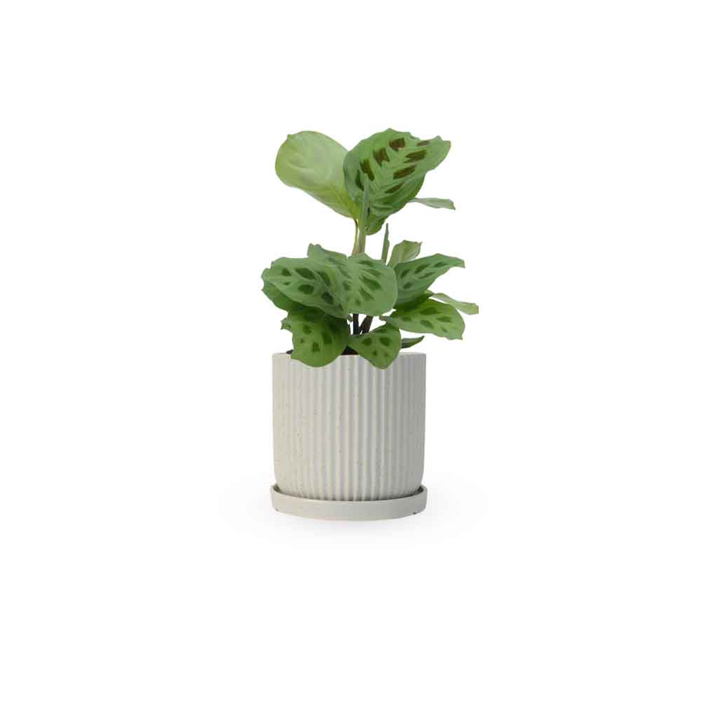 מרנטה ירוקה | Maranta Plant | מרנטה מנוקדת | HOYA | ho-ya | משתלה אינטרנטית | צמחי בית | עד הבית | מינימה | משלוח צמחי בית | משתלה עד הבית | plant on it | let neta your plants
