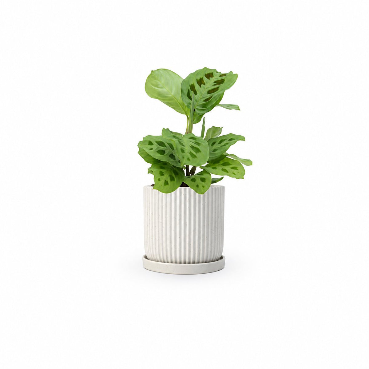 מרנטה ירוקה | Maranta Plant | מרנטה מנוקדת | HOYA | ho-ya | משתלה אינטרנטית | צמחי בית | עד הבית | מינימה | משלוח צמחי בית | משתלה עד הבית | plant on it | let neta your plants