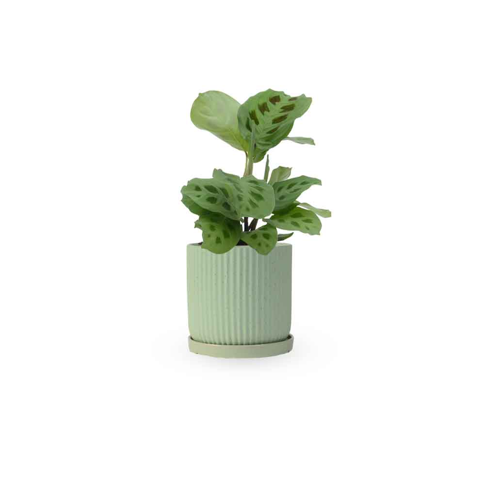 מרנטה ירוקה | Maranta Plant | מרנטה מנוקדת | HOYA | ho-ya | משתלה אינטרנטית | צמחי בית | עד הבית | מינימה | משלוח צמחי בית | משתלה עד הבית | plant on it | let neta your plants