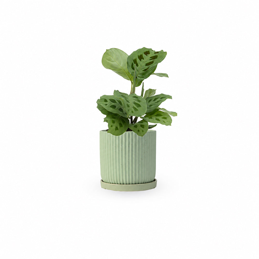 מרנטה ירוקה | Maranta Plant | מרנטה מנוקדת | HOYA | ho-ya | משתלה אינטרנטית | צמחי בית | עד הבית | מינימה | משלוח צמחי בית | משתלה עד הבית | plant on it | let neta your plants