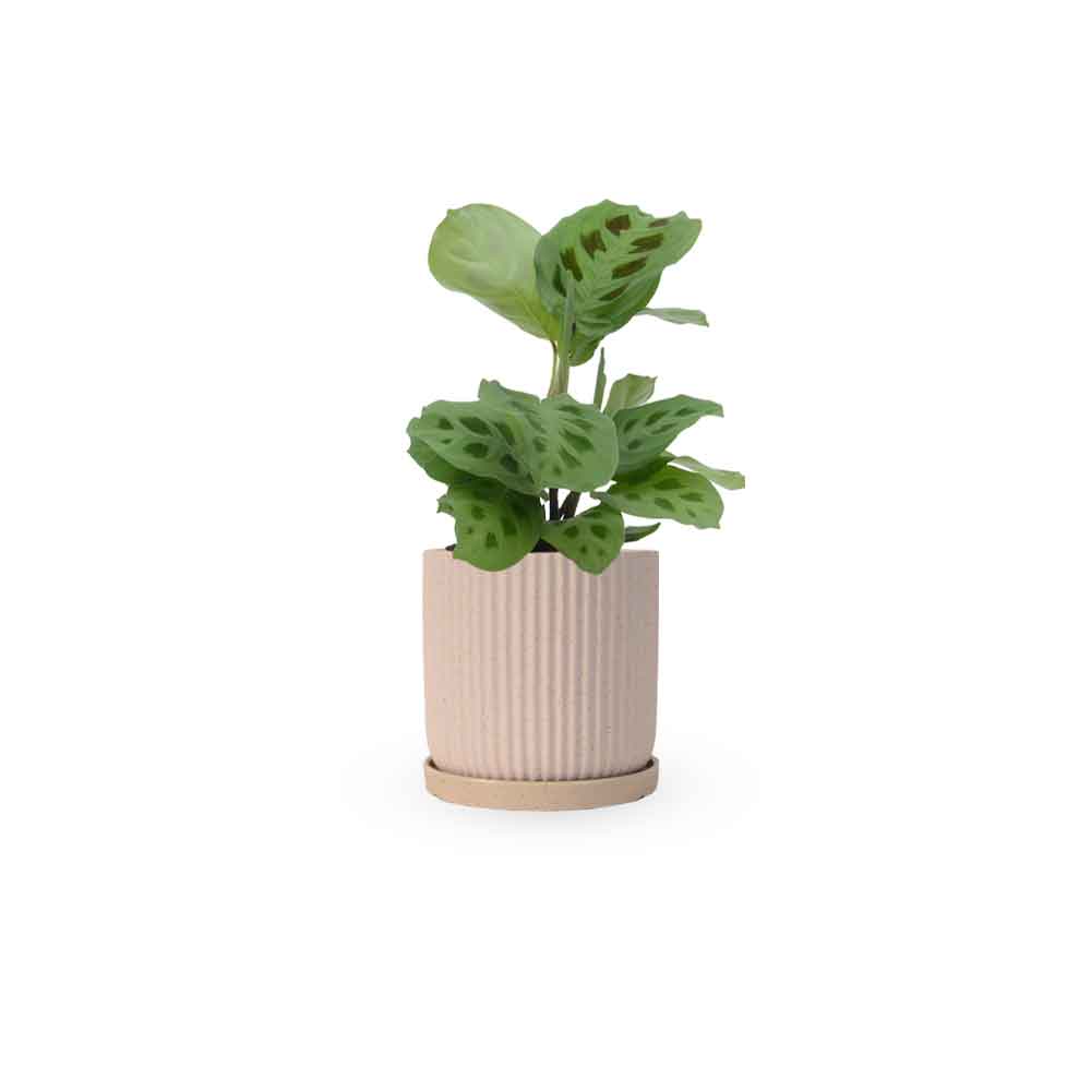 מרנטה ירוקה | Maranta Plant | מרנטה מנוקדת | HOYA | ho-ya | משתלה אינטרנטית | צמחי בית | עד הבית | מינימה | משלוח צמחי בית | משתלה עד הבית | plant on it | let neta your plants