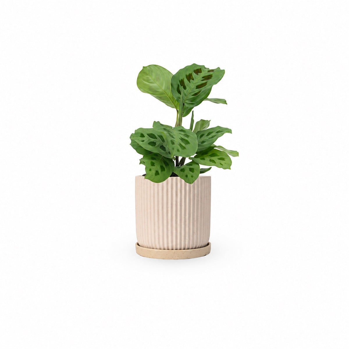 מרנטה ירוקה | Maranta Plant | מרנטה מנוקדת | HOYA | ho-ya | משתלה אינטרנטית | צמחי בית | עד הבית | מינימה | משלוח צמחי בית | משתלה עד הבית | plant on it | let neta your plants