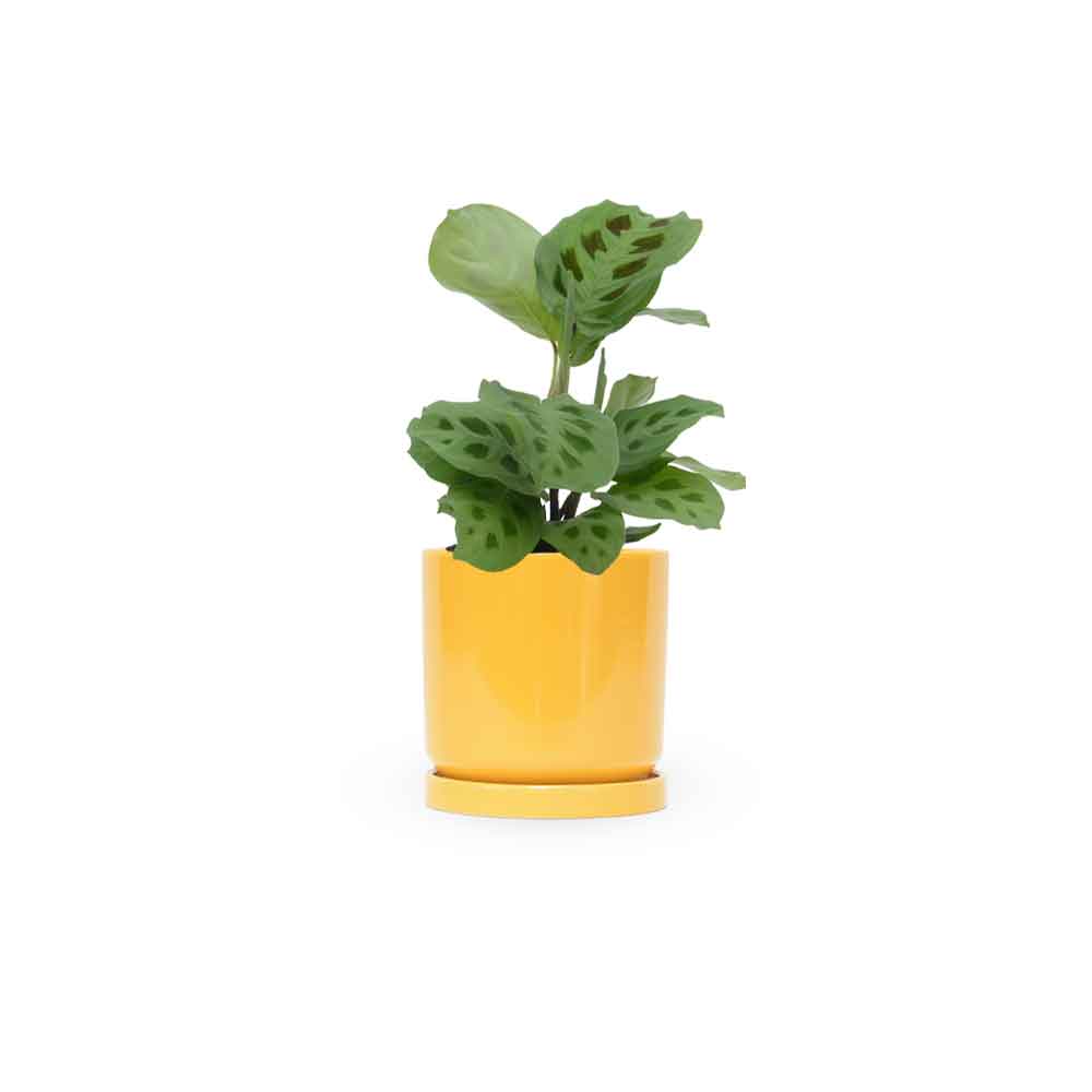 מרנטה ירוקה | Maranta Plant | מרנטה מנוקדת | HOYA | ho-ya | משתלה אינטרנטית | צמחי בית | עד הבית | מינימה | משלוח צמחי בית | משתלה עד הבית | plant on it | let neta your plants