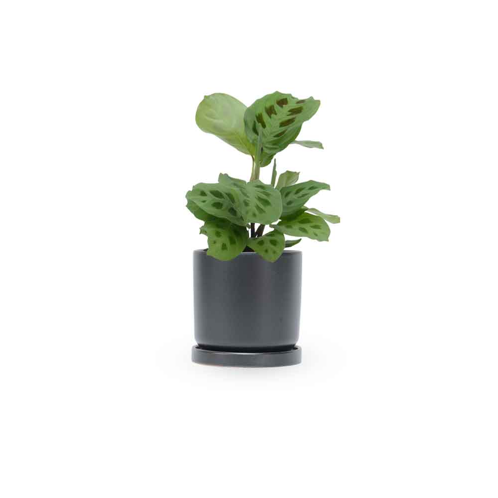 מרנטה ירוקה | Maranta Plant | מרנטה מנוקדת | HOYA | ho-ya | משתלה אינטרנטית | צמחי בית | עד הבית | מינימה | משלוח צמחי בית | משתלה עד הבית | plant on it | let neta your plants