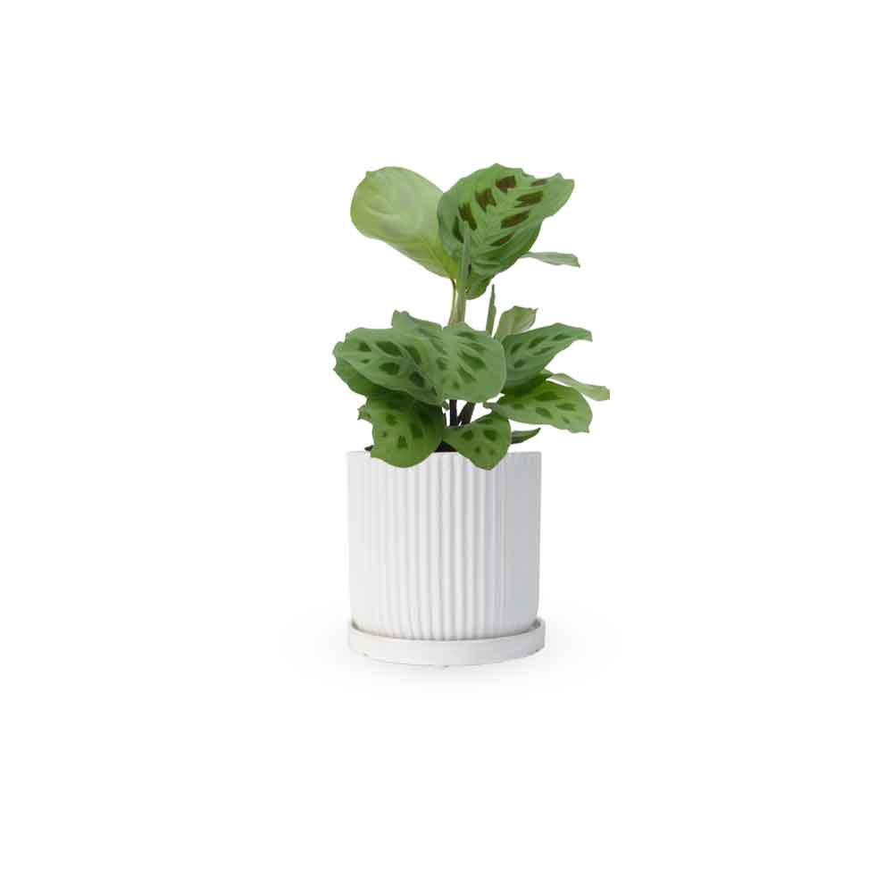מרנטה ירוקה | Maranta Plant | מרנטה מנוקדת | HOYA | ho-ya | משתלה אינטרנטית | צמחי בית | עד הבית | מינימה | משלוח צמחי בית | משתלה עד הבית | plant on it | let neta your plants