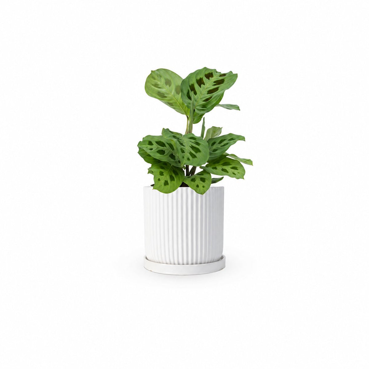 מרנטה ירוקה | Maranta Plant | מרנטה מנוקדת | HOYA | ho-ya | משתלה אינטרנטית | צמחי בית | עד הבית | מינימה | משלוח צמחי בית | משתלה עד הבית | plant on it | let neta your plants