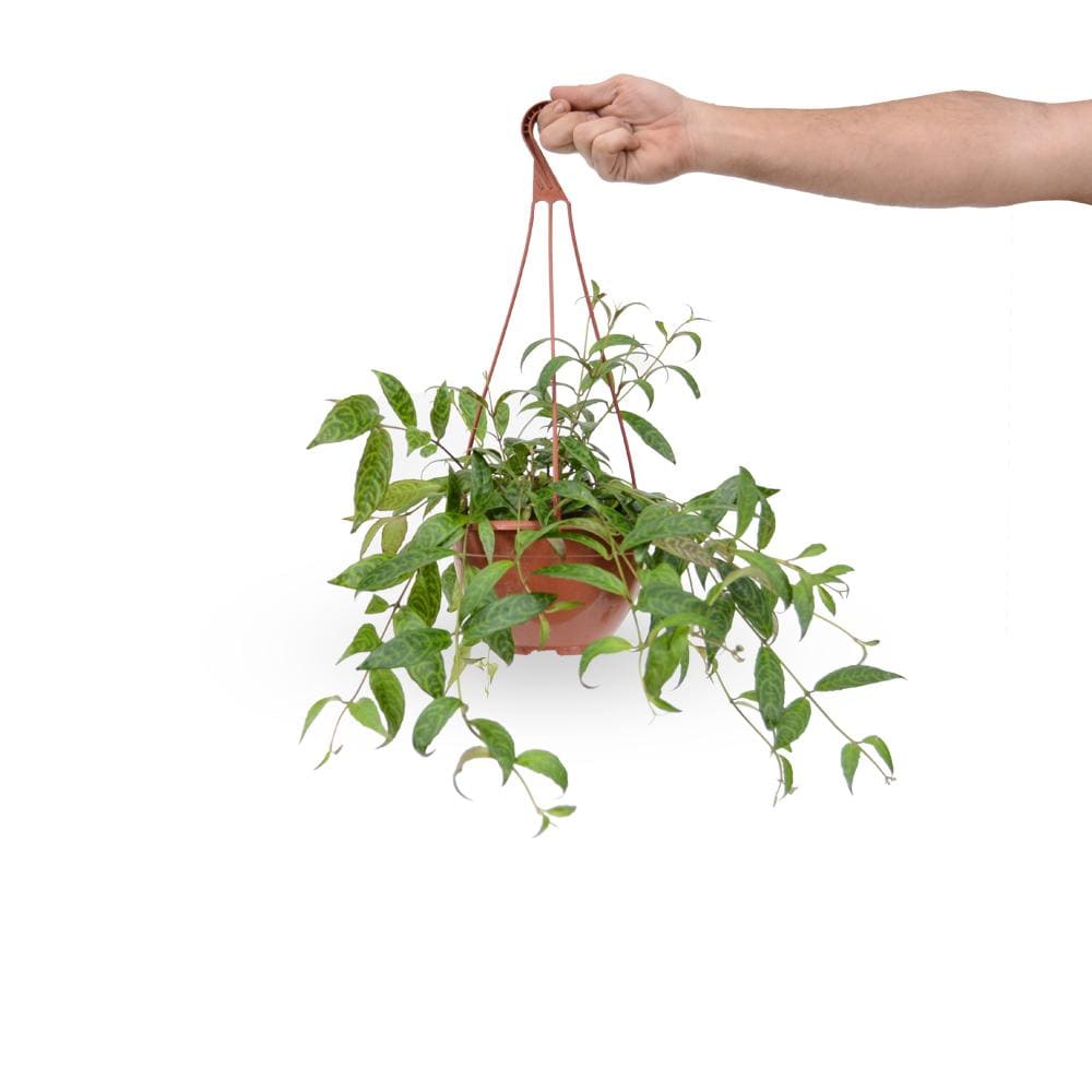 אשיננטוס מנומר | Zebra Basket | Lipstick oya | plant it | neta plant | צמחי בית | משתלה אינטרנטית | משתלה אונליין Zebra