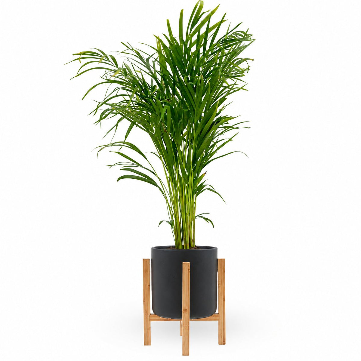 | צמחי-בית | דקל | דקל-אריקה | HOYA | areca-palm | משלוח צמחים | משתלה אינטרנטית | משתלה אונליין | plant on it | neta your plants