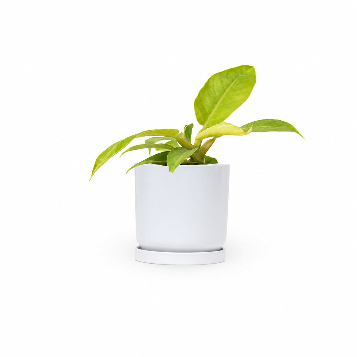 פילודנדרון מונלייט | Philodendron Moonlight | HOYA | ho-ya | משתלה אינטרנטית | צמחי בית | עד הבית | פריחת הצמח | משלוח צמחי בית | משתלה עד הבית | plant on it | let neta your plants