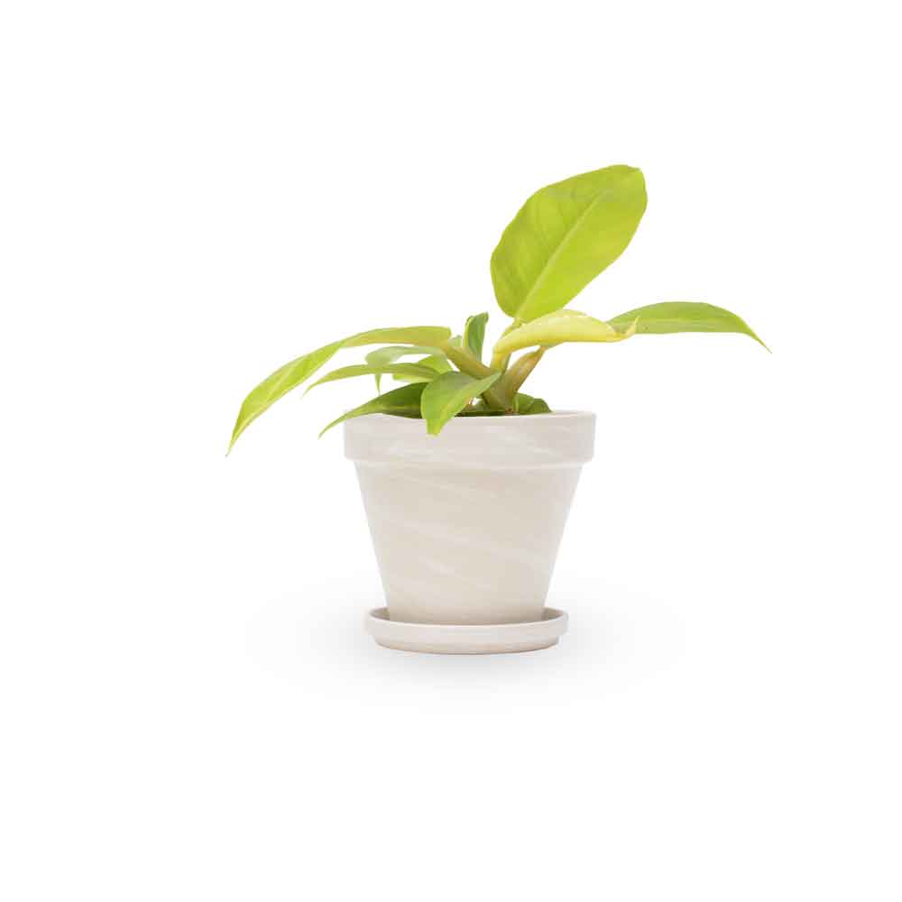 פילודנדרון מונלייט | Philodendron Moonlight | HOYA | ho-ya | משתלה אינטרנטית | צמחי בית | עד הבית | פריחת הצמח | משלוח צמחי בית | משתלה עד הבית | plant on it | let neta your plants