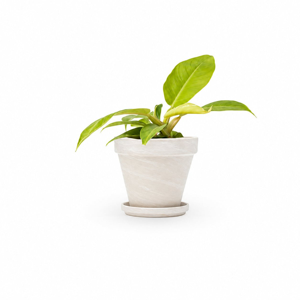 פילודנדרון מונלייט | Philodendron Moonlight | HOYA | ho-ya | משתלה אינטרנטית | צמחי בית | עד הבית | פריחת הצמח | משלוח צמחי בית | משתלה עד הבית | plant on it | let neta your plants