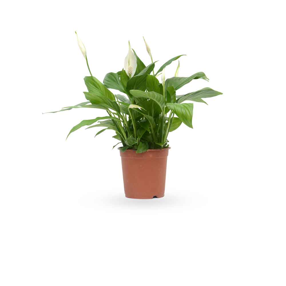 HOYA משלוחי צמחים- ספטיפיליום | Spathiphyllum | Peace lil משתלה אינטרנטית | צמחי בית | עד הבית | פריחת הצמח | משלוח צמחי בית | משתלה עד הבית | plant on it | let neta your plants