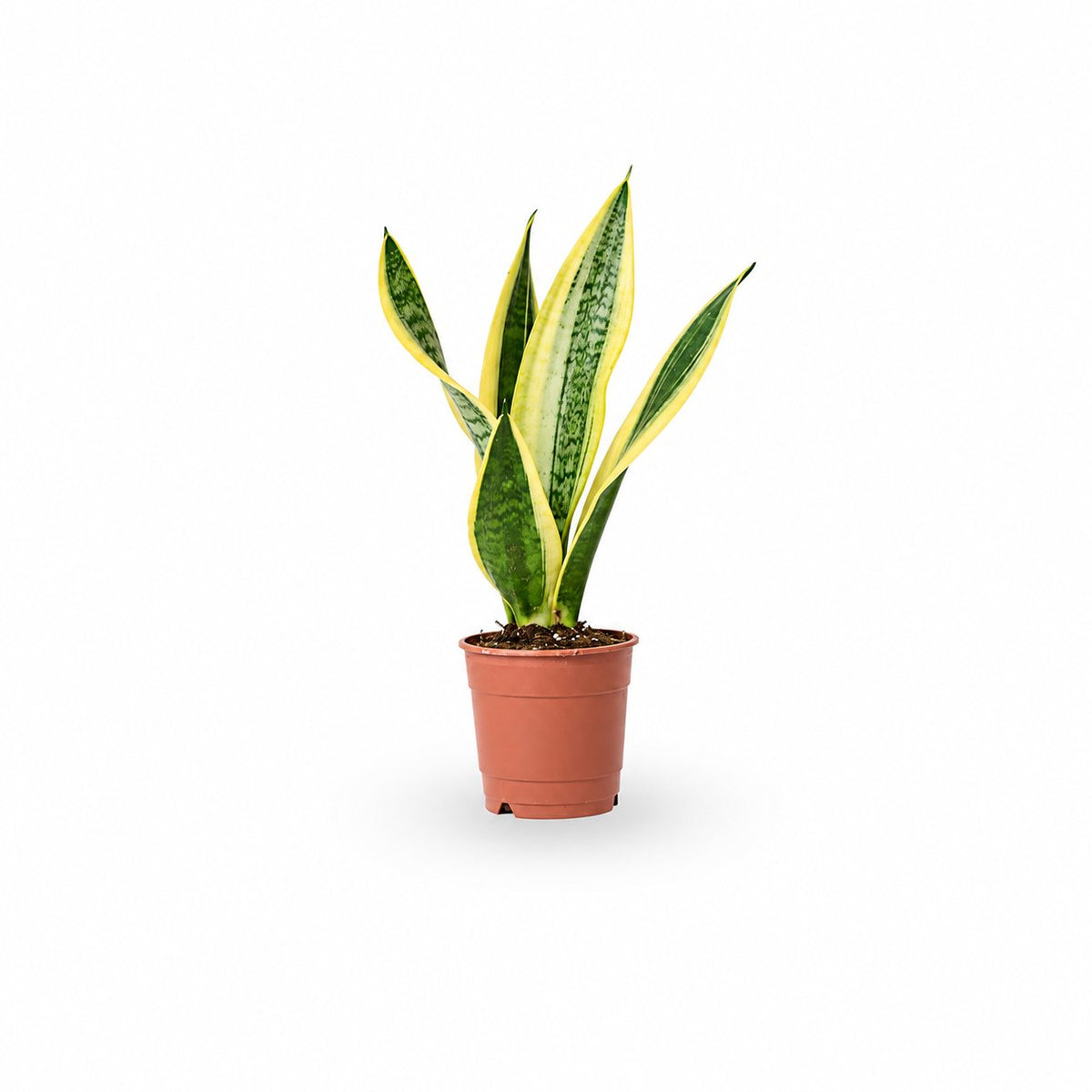 סנסיווריה | Sansevieria | snake plant HOYA | משתלה אינטרנטית | צמחי בית