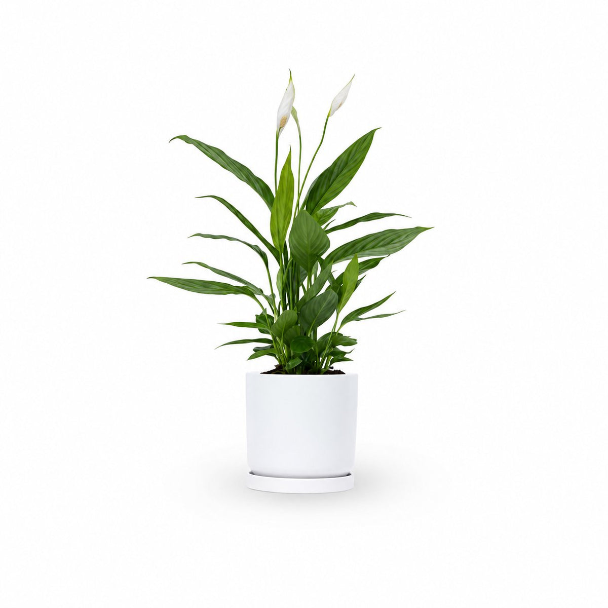HOYA משלוחי צמחים- ספטיפיליום | Spathiphyllum | Peace lil משתלה אינטרנטית | צמחי בית | עד הבית | פריחת הצמח | משלוח צמחי בית | משתלה עד הבית | plant on it | let neta your plants