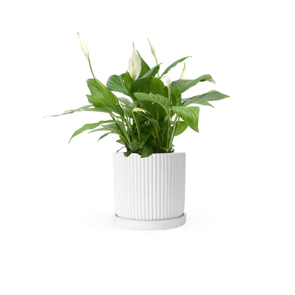 HOYA משלוחי צמחים- ספטיפיליום | Spathiphyllum | Peace lil משתלה אינטרנטית | צמחי בית | עד הבית | פריחת הצמח | משלוח צמחי בית | משתלה עד הבית | plant on it | let neta your plants