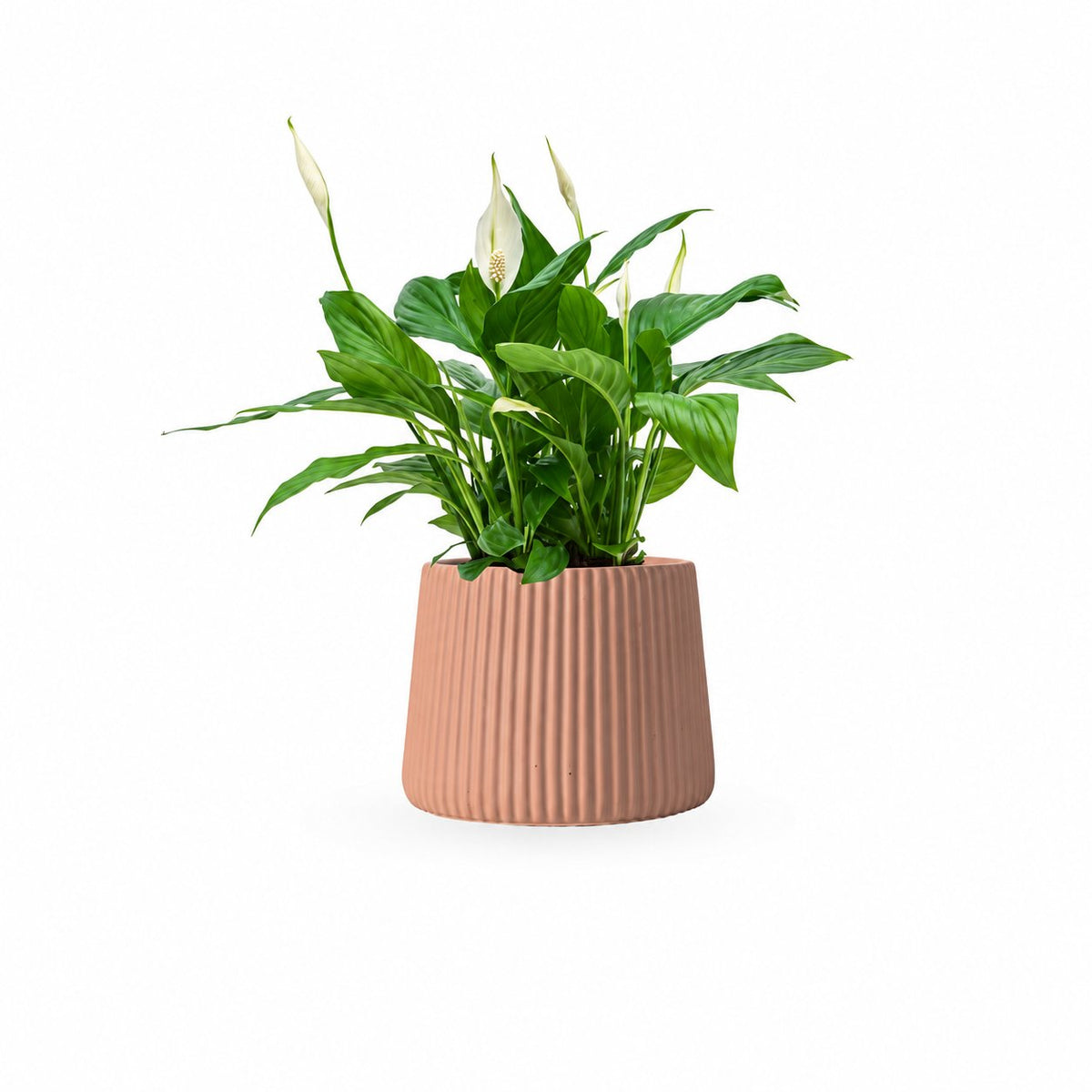 HOYA משלוחי צמחים- ספטיפיליום | Spathiphyllum | Peace lil משתלה אינטרנטית | צמחי בית | עד הבית | פריחת הצמח | משלוח צמחי בית | משתלה עד הבית | plant on it | let neta your plants