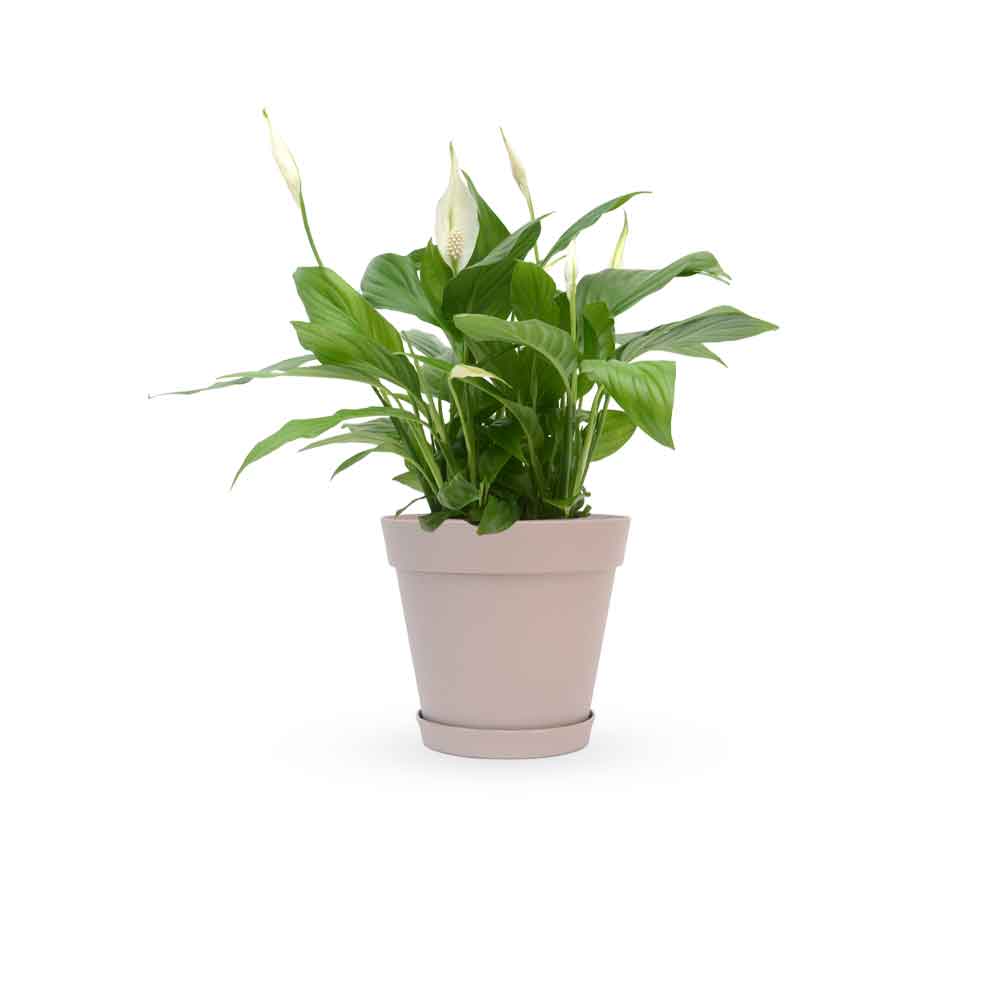 HOYA משלוחי צמחים- ספטיפיליום | Spathiphyllum | Peace lil משתלה אינטרנטית | צמחי בית | עד הבית | פריחת הצמח | משלוח צמחי בית | משתלה עד הבית | plant on it | let neta your plants