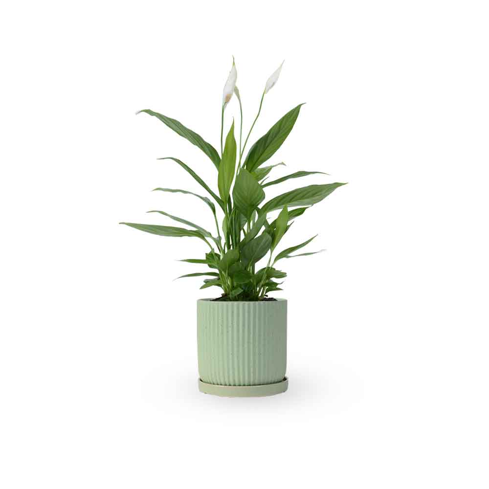 HOYA משלוחי צמחים- ספטיפיליום | Spathiphyllum | Peace lil משתלה אינטרנטית | צמחי בית | עד הבית | פריחת הצמח | משלוח צמחי בית | משתלה עד הבית | plant on it | let neta your plants