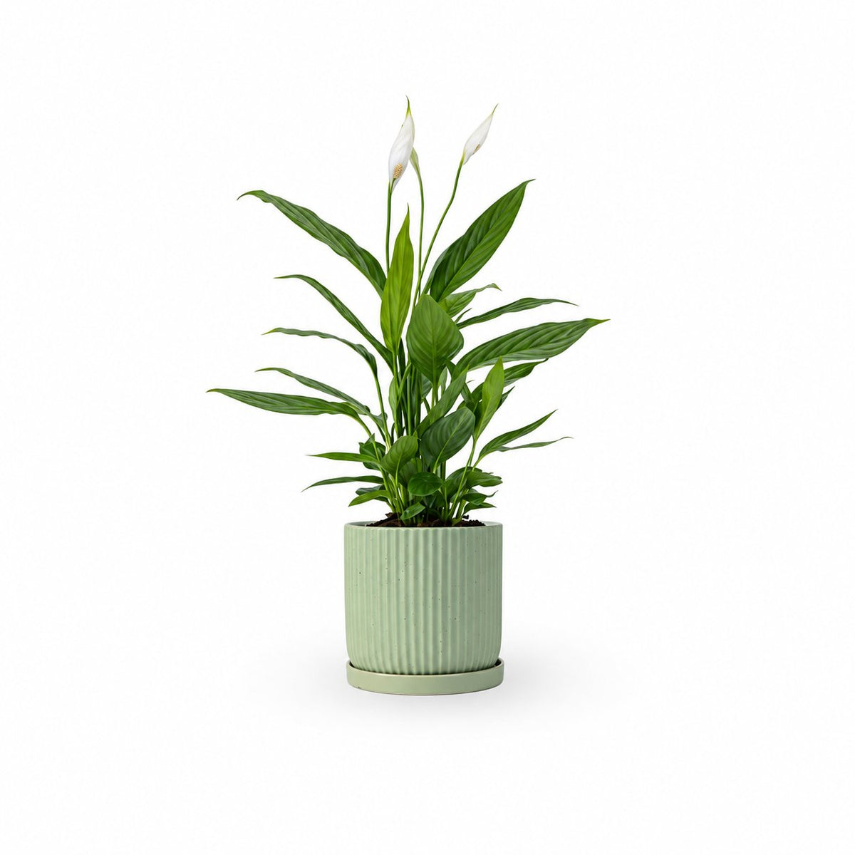 HOYA משלוחי צמחים- ספטיפיליום | Spathiphyllum | Peace lil משתלה אינטרנטית | צמחי בית | עד הבית | פריחת הצמח | משלוח צמחי בית | משתלה עד הבית | plant on it | let neta your plants