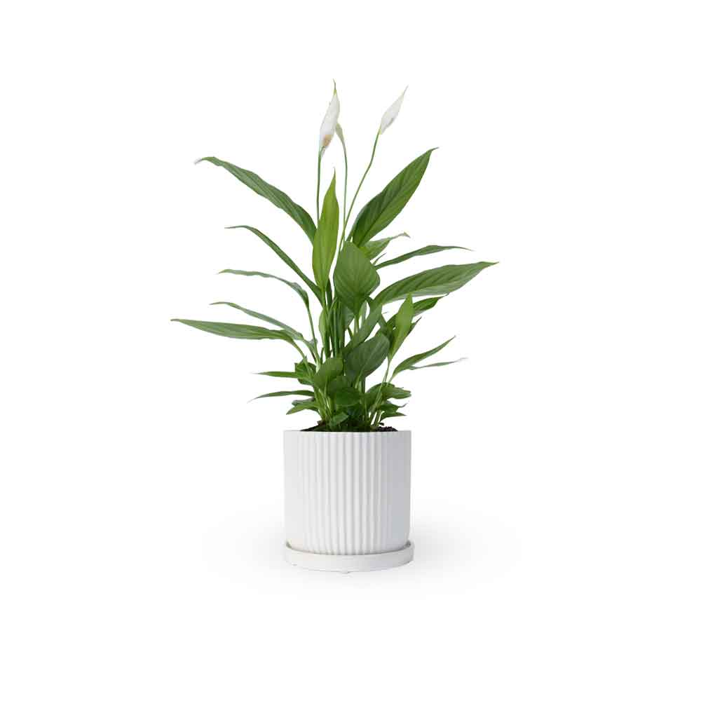 HOYA משלוחי צמחים- ספטיפיליום | Spathiphyllum | Peace lil משתלה אינטרנטית | צמחי בית | עד הבית | פריחת הצמח | משלוח צמחי בית | משתלה עד הבית | plant on it | let neta your plants