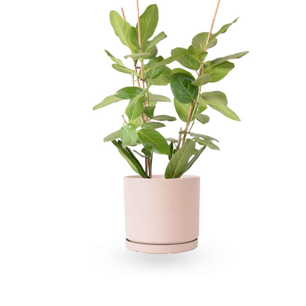 פיקוס אודרי | Ficus Audrey | HOYA | ho-ya | משתלה אינטרנטית | צמחי בית | עד הבית | מונסטרה מינימה | משלוח צמחי בית | משתלה עד הבית | plant on it | let neta your plants