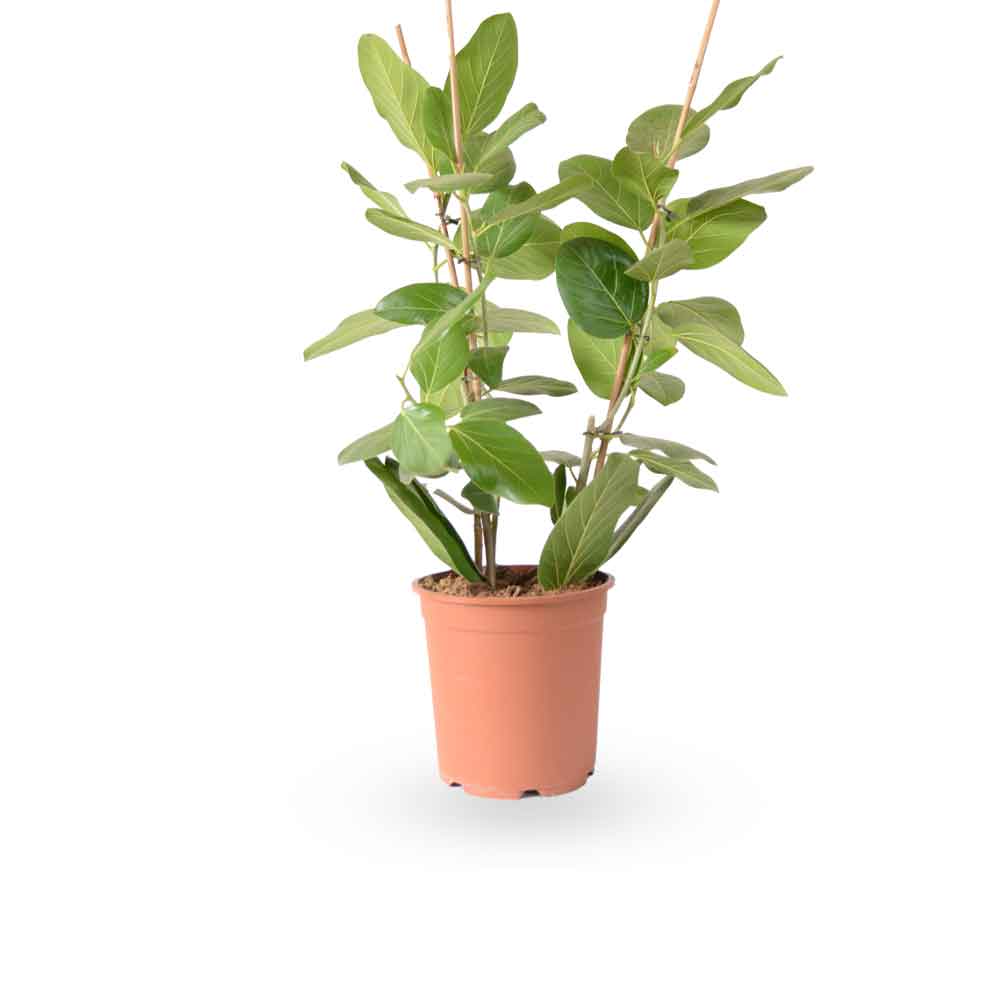 פיקוס אודרי | Ficus Audrey | HOYA | ho-ya | משתלה אינטרנטית | צמחי בית | עד הבית | מונסטרה מינימה | משלוח צמחי בית | משתלה עד הבית | plant on it | let neta your plants