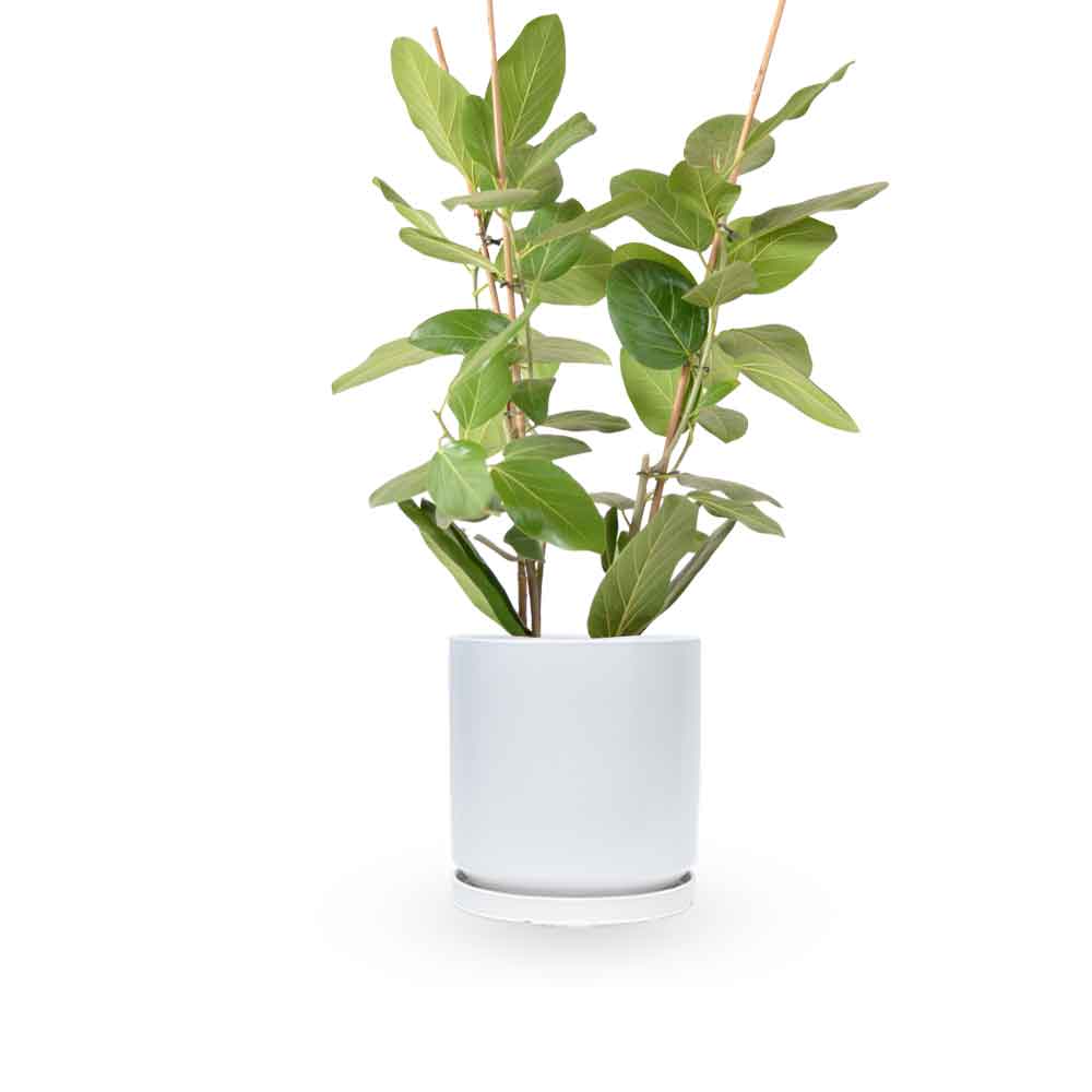 פיקוס אודרי | Ficus Audrey | HOYA | ho-ya | משתלה אינטרנטית | צמחי בית | עד הבית | מונסטרה מינימה | משלוח צמחי בית | משתלה עד הבית | plant on it | let neta your plants