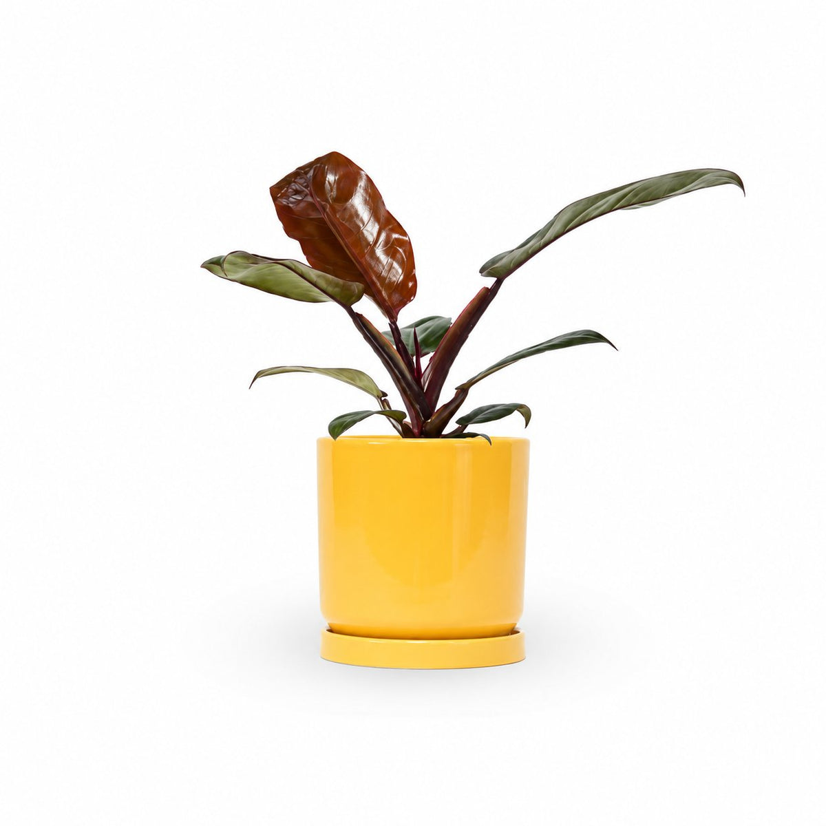 פילודנדרון אימפריאל רד | Philodendron Imperial Red | hoya | משתלה עד הבית | משלוח צמחים עד הבית | צמחי בית עד הבית | plant on it | neta my plants
