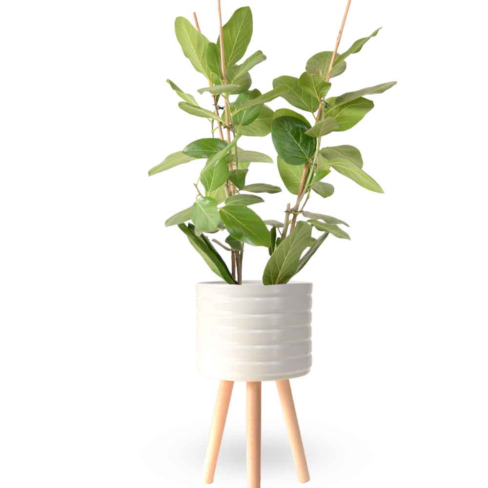 פיקוס אודרי | Ficus Audrey | HOYA | ho-ya | משתלה אינטרנטית | צמחי בית | עד הבית | מונסטרה מינימה | משלוח צמחי בית | משתלה עד הבית | plant on it | let neta your plants