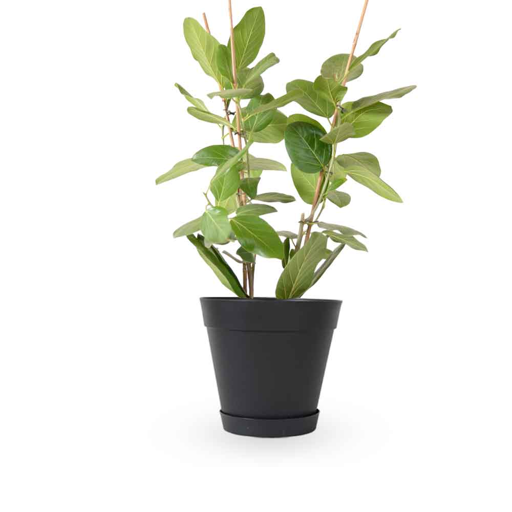 פיקוס אודרי | Ficus Audrey | HOYA | ho-ya | משתלה אינטרנטית | צמחי בית | עד הבית | מונסטרה מינימה | משלוח צמחי בית | משתלה עד הבית | plant on it | let neta your plants